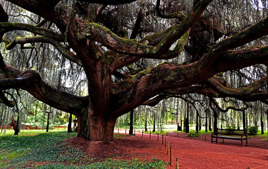 Arboretum de la Vallée aux Loups, Châtenay-Malabry, France, France
